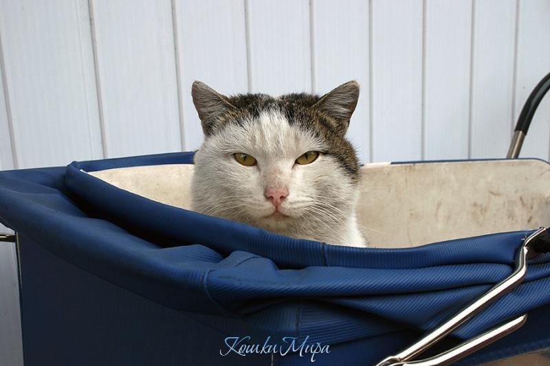 кот