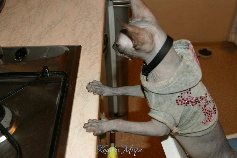 Что это вы там жарите?