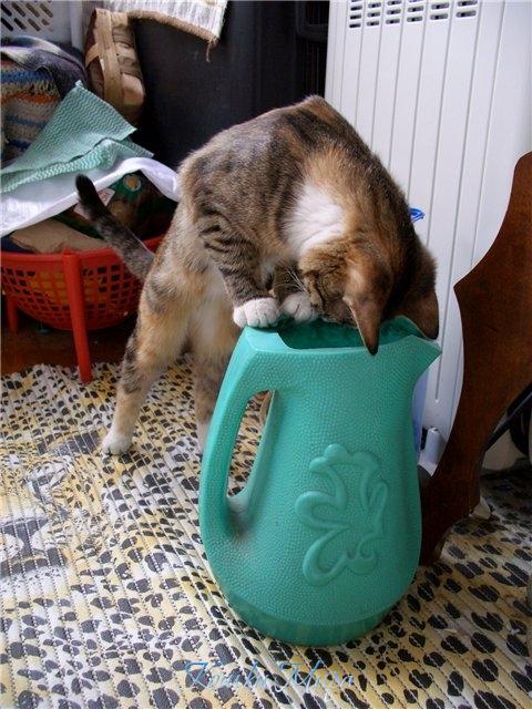 Вода есть, а рыбка где?