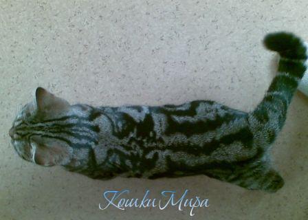 Мраморный кот