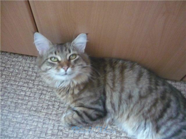 Тишина шубка