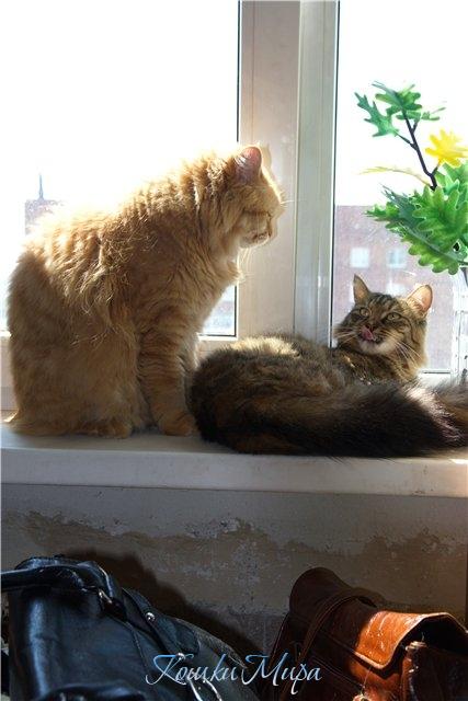 Шубки на солнце