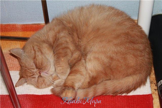 Котик - бархатное брюшко