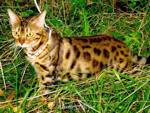 Хищная снаружи - добрая внутри..