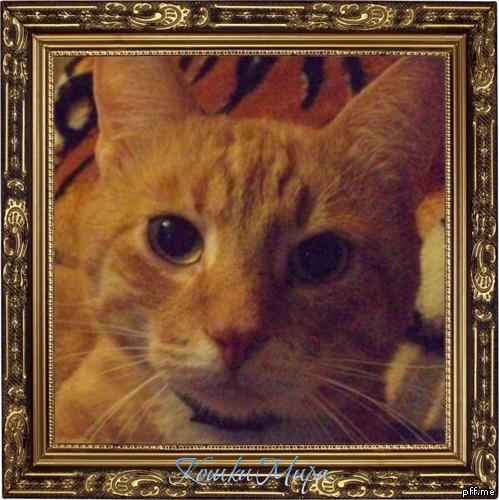 Выражение кота