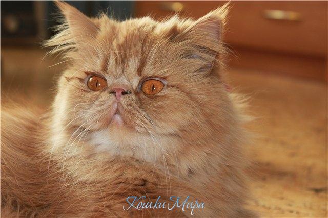 Ну что я могу сказать? Мисюсь...