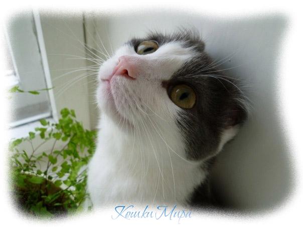 Лисонька-Лиса