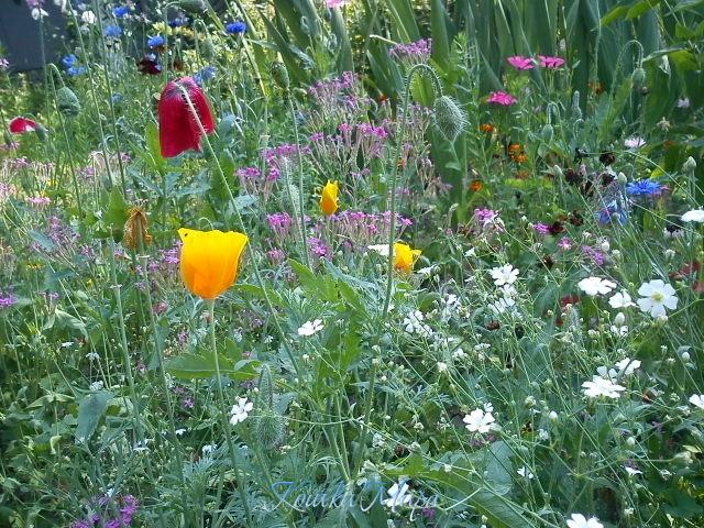 Цветочная полянка