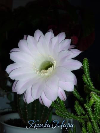 Копия P1000748