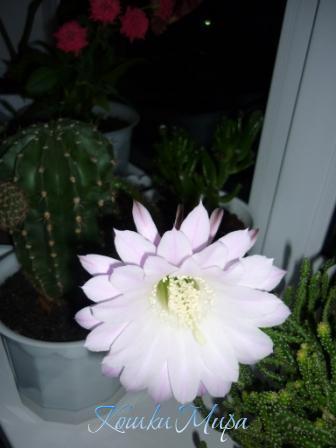 Копия P1000751