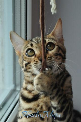 Мышка, говоришь?..