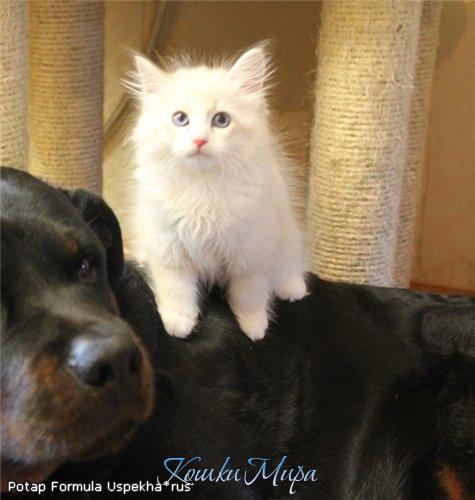 Я - царь горы-ы-ы-ы!!!