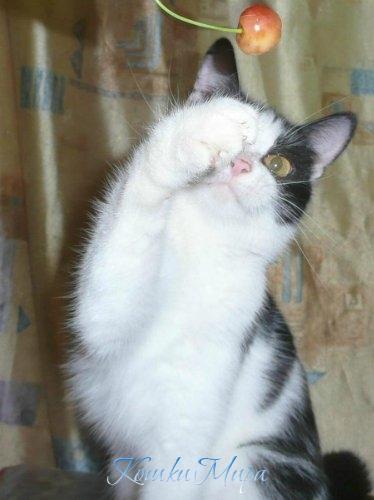 Черешневое настроение