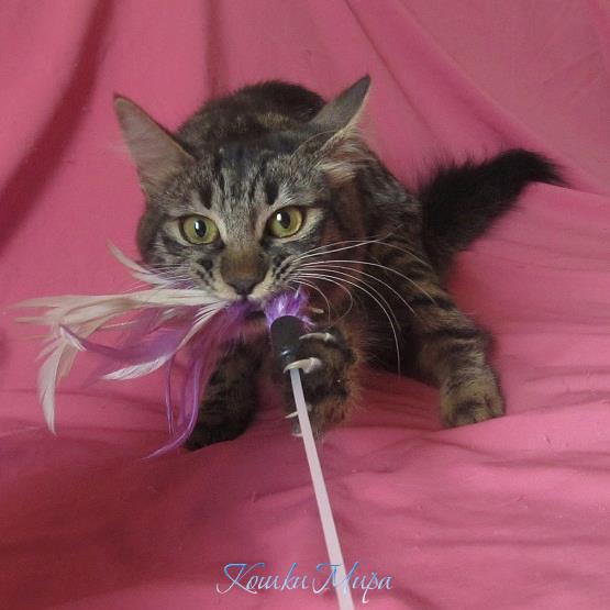 Я тигрёнок, а не киска!