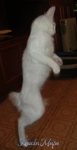 Пляшем