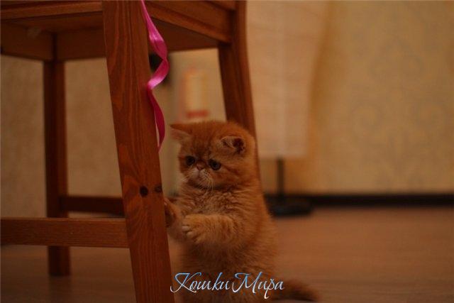 Ловись котэ большой и маленький