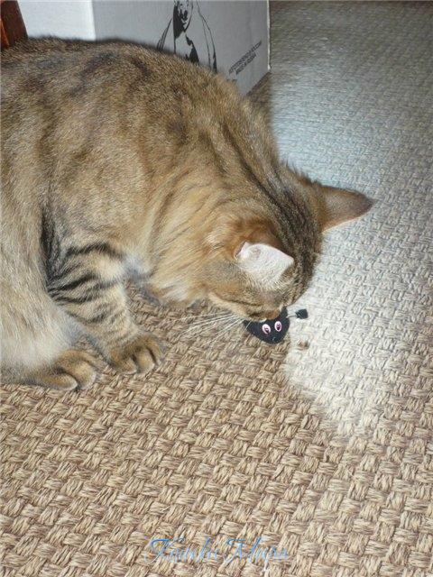 Мышшка говоришь...