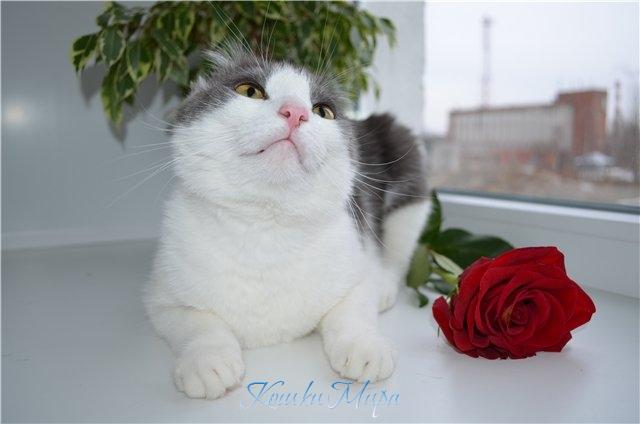 Лисёнка