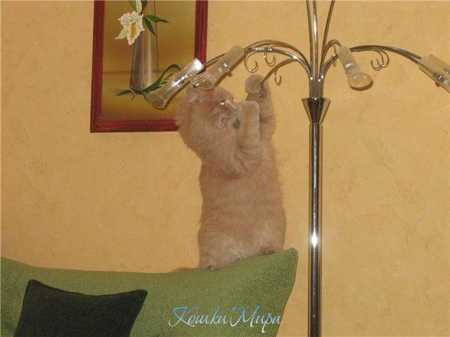 Моя охотница!! Боксируем с торшером.