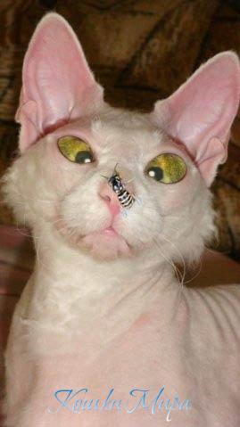 Клео
