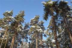 Сосны
