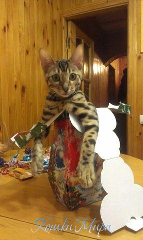 Бенгальский подарок)