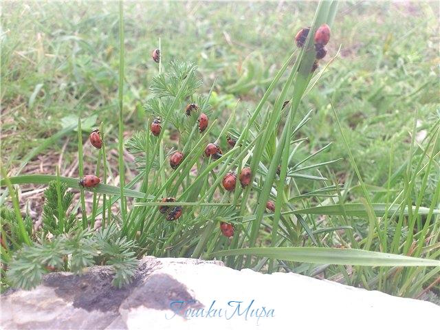 Божьи коровки