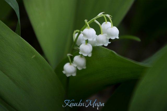 Светлого мая привет