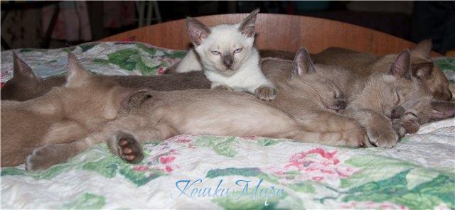 Пусть тебе приснится котик - белый, мягкий обормотик, Он с тобой будет спать, будет сон твой охранять...