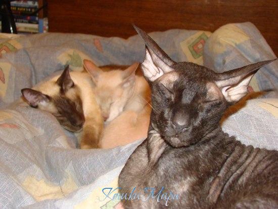 Сон - наивысшее счастье!