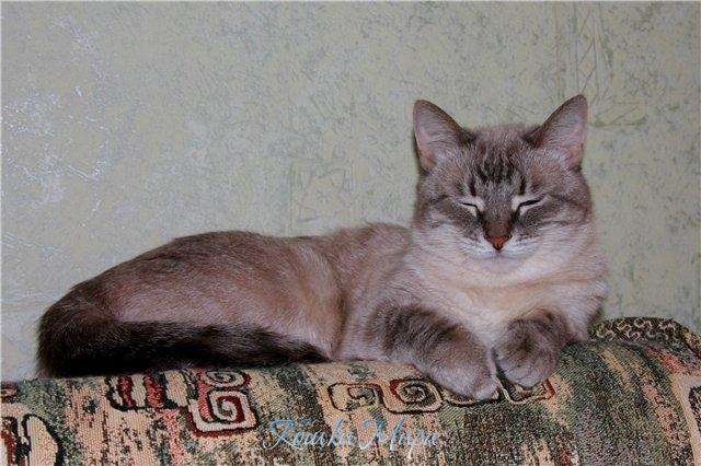 Спокойной ночи, моя киса, Пускай тебе послаще спится...