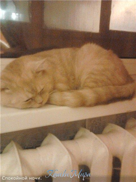 Спокойной ночи