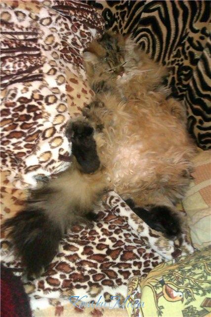 Кошка всегда ищет теплое местечко...