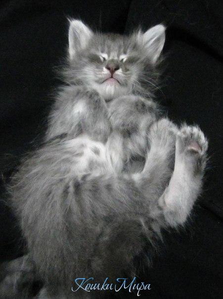 Сном младенца