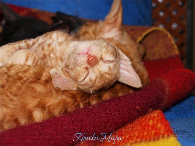 Сладкий сон