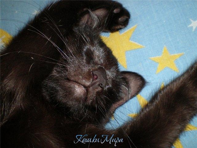 Вы коты, коты, коты, У вас желтые хвосты. Вы коты, коты, коты, Принесите дремоты.