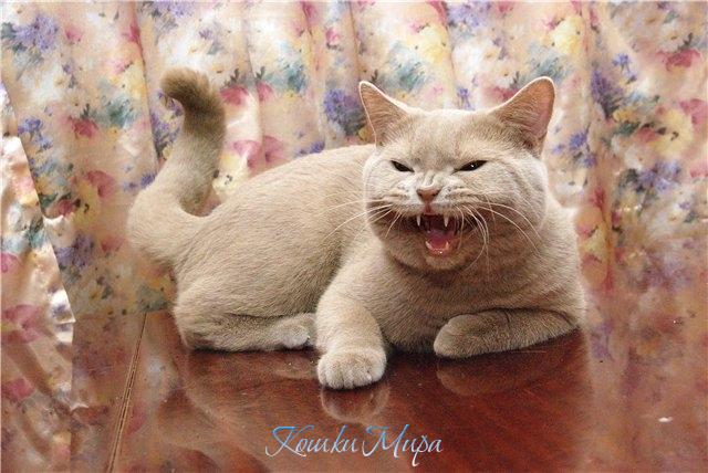 Я в гневе страшен!!!