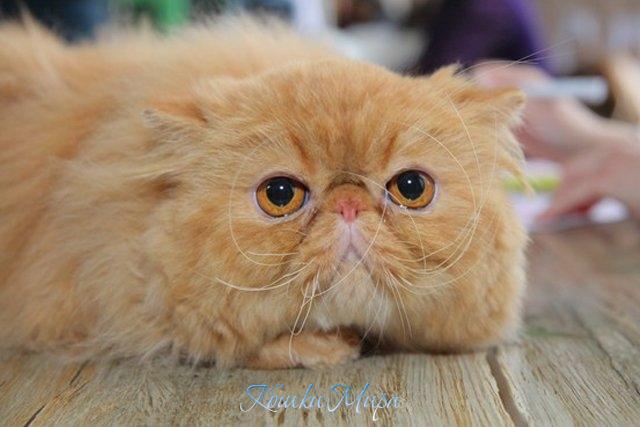 А че это вы тут делаете? а?