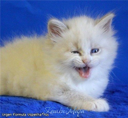 Привет ребята! Может пошалим?