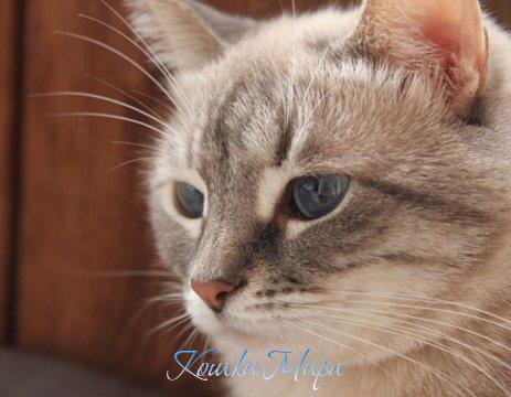 В этих глазах – глубина океана, и чистота снежных горных вершин...