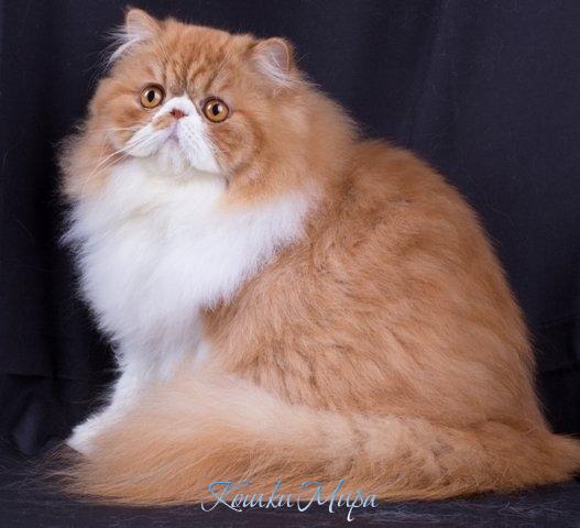 VIVAT CAT MAGNAT of MURRRLYCA