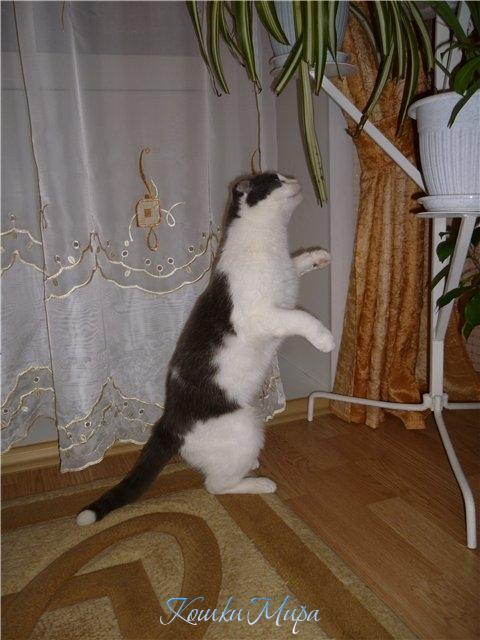 "Я только понюхаю, правда-правда!"