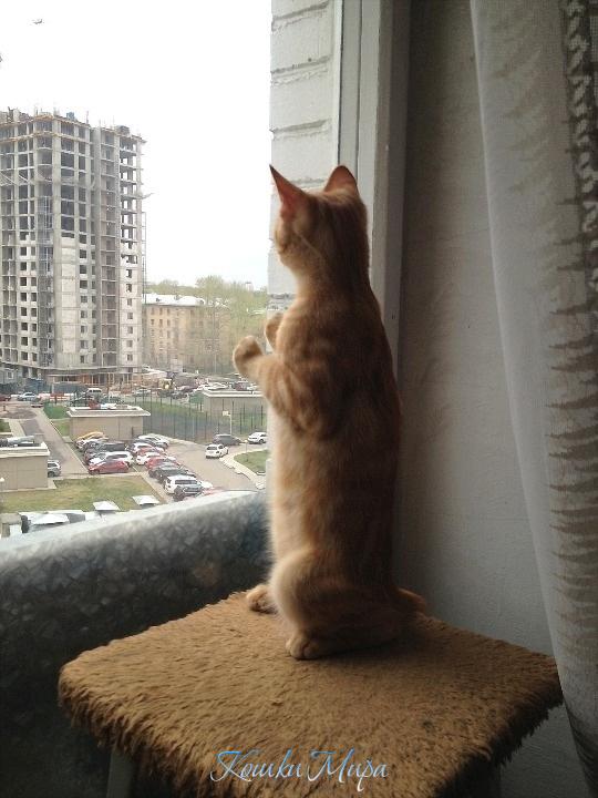 Солдатик.