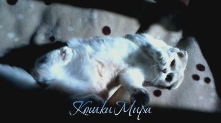Sofi