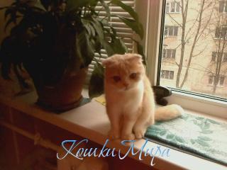 Sofi