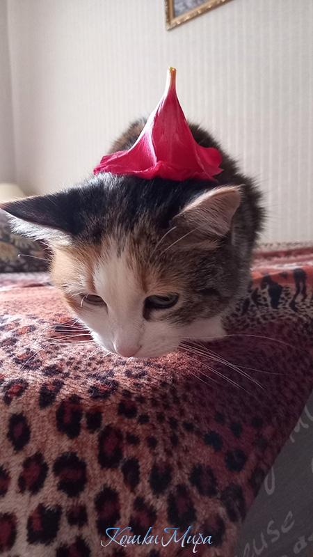 - Опять до вечера неглажена буду))