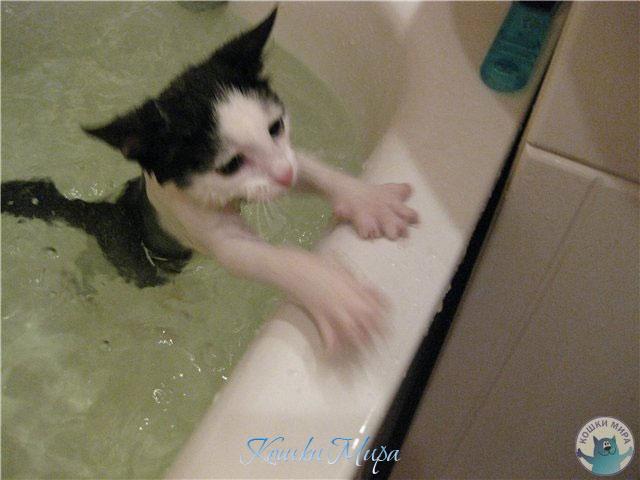 Мне шампунь кто-нибудь подаст????!!!