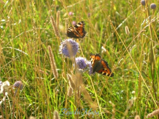 Яркие вестники солнечного лета