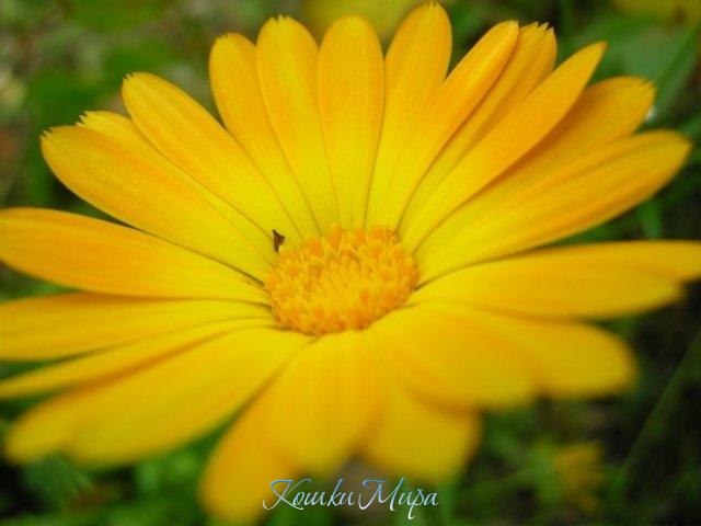 Маленькое солнце