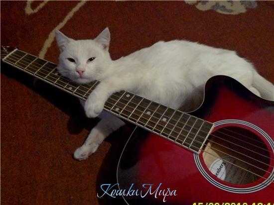 Я учусь на гитаре играть, Кошек в марте хочу соблазнять
